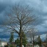 Illinois Quick Hits: Surveys continue after tornadoes, severe weather