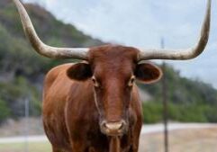 White House says Trump can protect ranchers while importing more beef