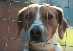 Jan. 1 law lets Illinois veterinarians skip rabies shots for at-risk pets