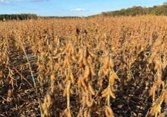 China to buy $17B in US ag products, 200 Boeing jets