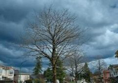 Illinois Quick Hits: Tornadoes, storms cause damage, outages